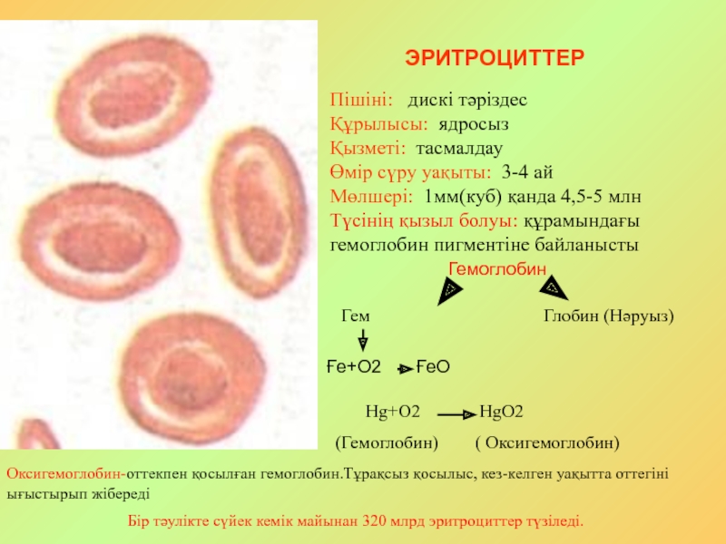 Эритроциттер