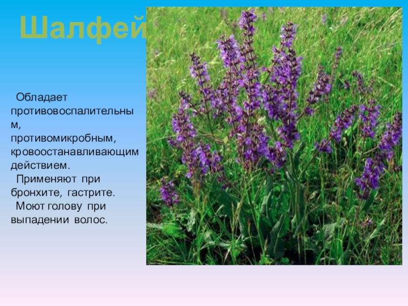Лекарственные травы самарской области фото и описание