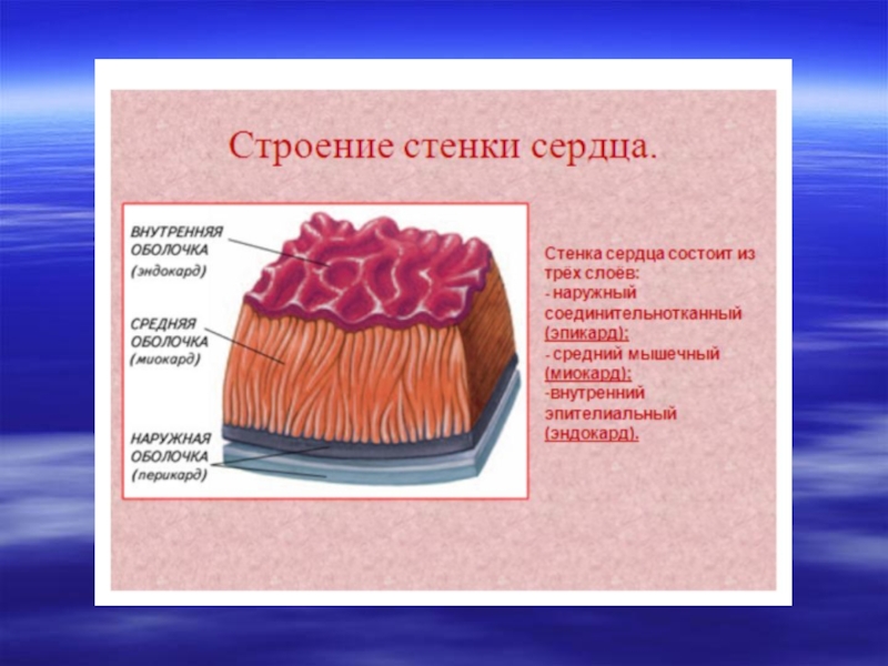 Внутри оболочки. Стенка сердца эндокард миокард эпикард. Строение сердца эндокард миокард эпикард. Эпикард и перикард гистология. Воспаление средней оболочки стенки сердца.