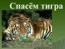 Презентация по теме: Уссурийский тигр№