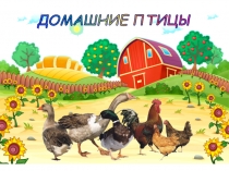 Презентация в средней группе на тему  Домашние птицы