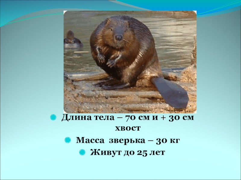Какова масса хвост. Какова масса сплошного алюминиевого куба если площадь 150 см2. Бобер длина тела. Голова рыбы весит столько. 512002500.