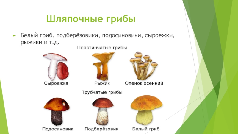 Тексты группы грибы. Шляпочные грибы подосиновик. Грибы боровики сыроежки. Шляпочные грибы белый гриб. Группы шляпочных грибов.