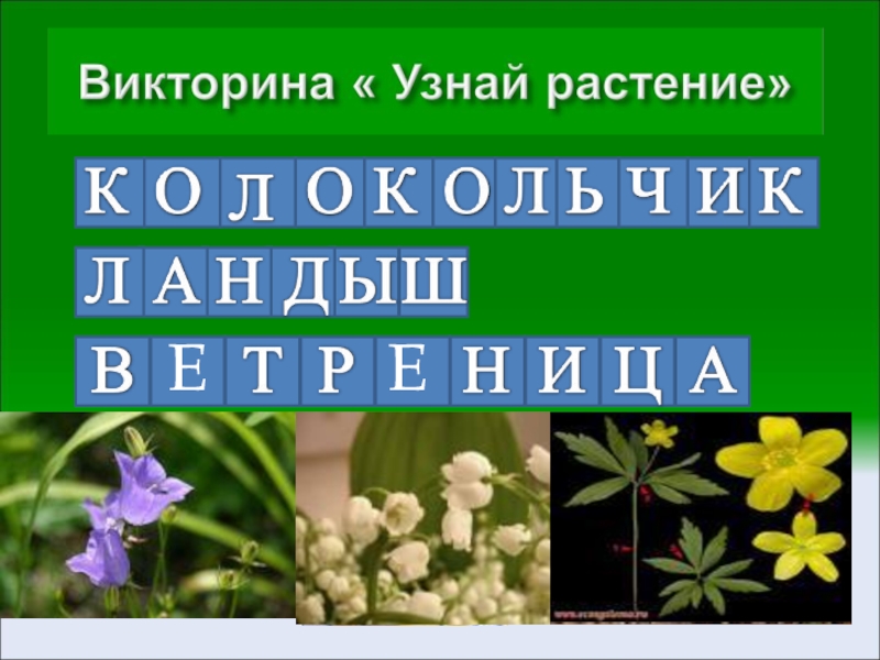 Цветок 3 класс. Охрана растений Планета знаний 3 класс. Презентация по окружающему миру охрана растений Планета знаний. Растение правило 4 класс. Охраняемые растения Торопца.