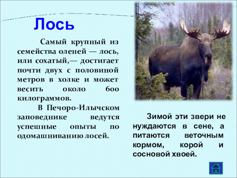 Сколько весил лось. Крупный Лось. Вес крупного лося самого. Самый крупный вид лося.