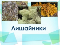 Презентация Лишайники, 5 классс