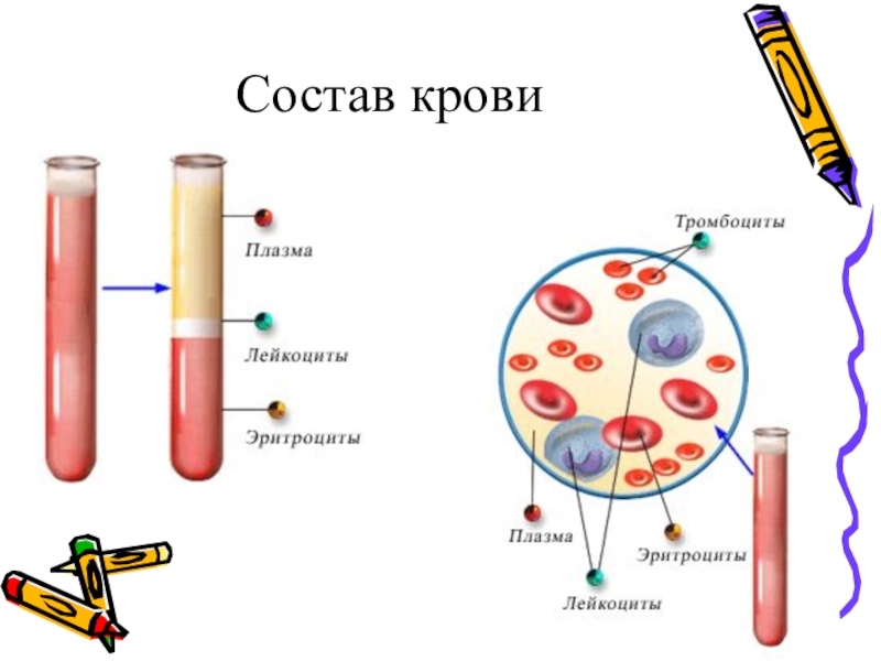 Схема состав крови 7 класс биология