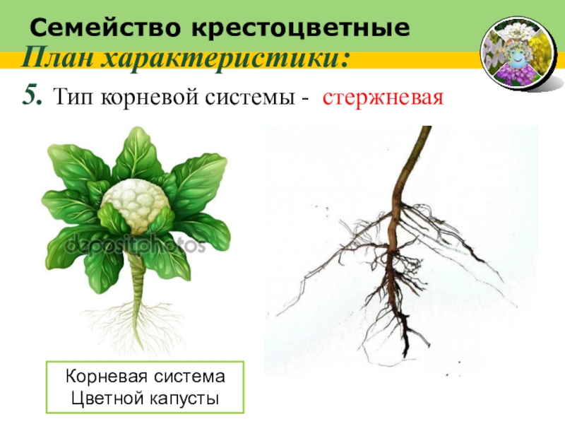 Презентация на тему капуста по биологии 6 класс