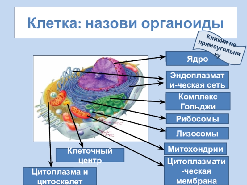 Цитоскелет клетки какой органоид. Клеточный центр ядро. Цитоскелет и клеточный центр. Клеточный центр эукариотической клетки строение и функции. Строение ядра эукариотической клетки.