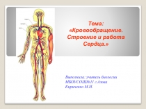 Презентация по биологии на тему Строение сердца (8 класс)