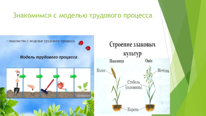 Модель трудового процесса для дошкольников картинки