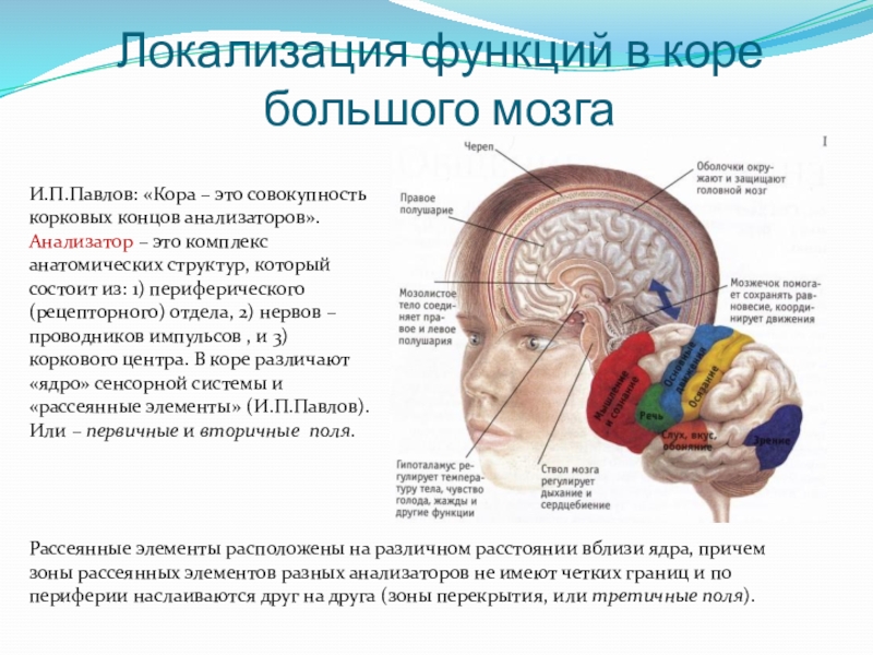 Локализация функций в коре большого мозга