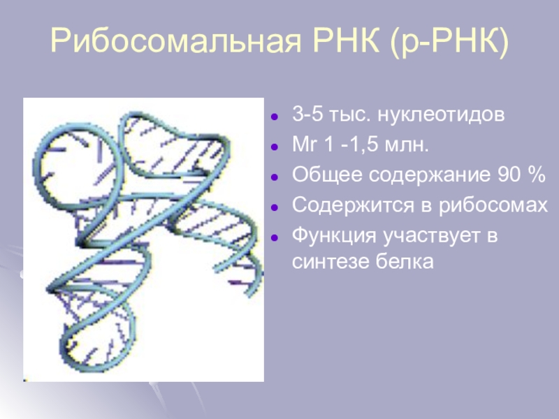 Рибосомная рнк рисунок