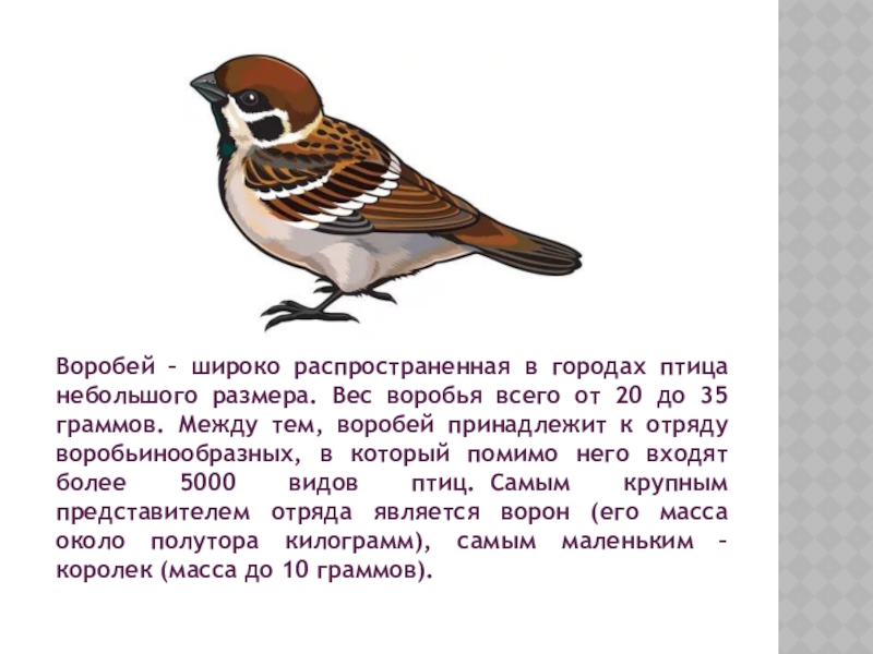 Воробей сколько. Вес воробья. Размер воробья. Сколько весит Воробей. Воробушек Размеры.