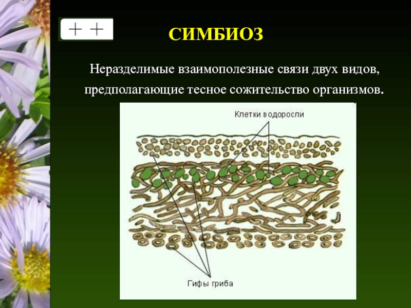 Взаимоотношения между организмами 9 класс биология презентация