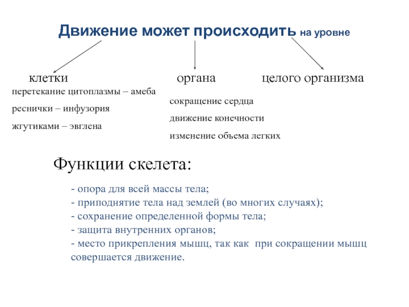 Эволюция реферат. Главная функция скелета человека и животных поддержка. Органы передвижения сарщковыке. Органы передвижения сортковые.