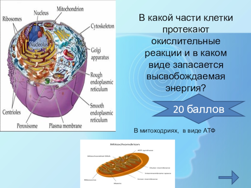 В каких клетках протекает. Какие части клетки. В какой части клетки запасается энергия. Энергия в клетке запасается в виде. Какие клетки дают энергию.