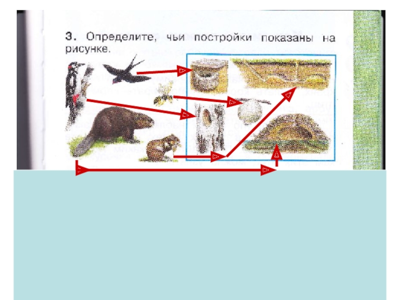 Как живут животные 1 класс. Определите чьи постройки показаны на рисунке. Определи чьи постройки. Как живут животные чьи постройки показаны на рисунке. Определите чьи постройки показаны на рисунке 1 класс.