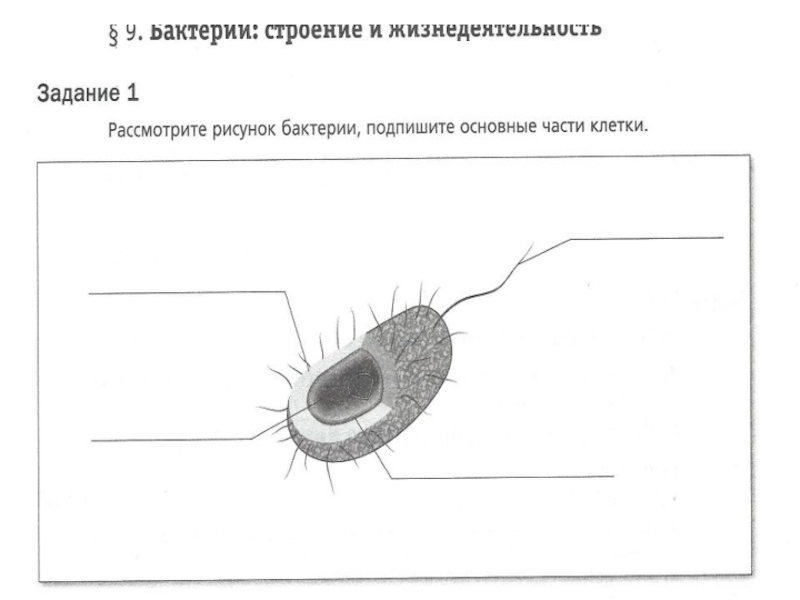 Бактерии картинки по биологии 5 класс