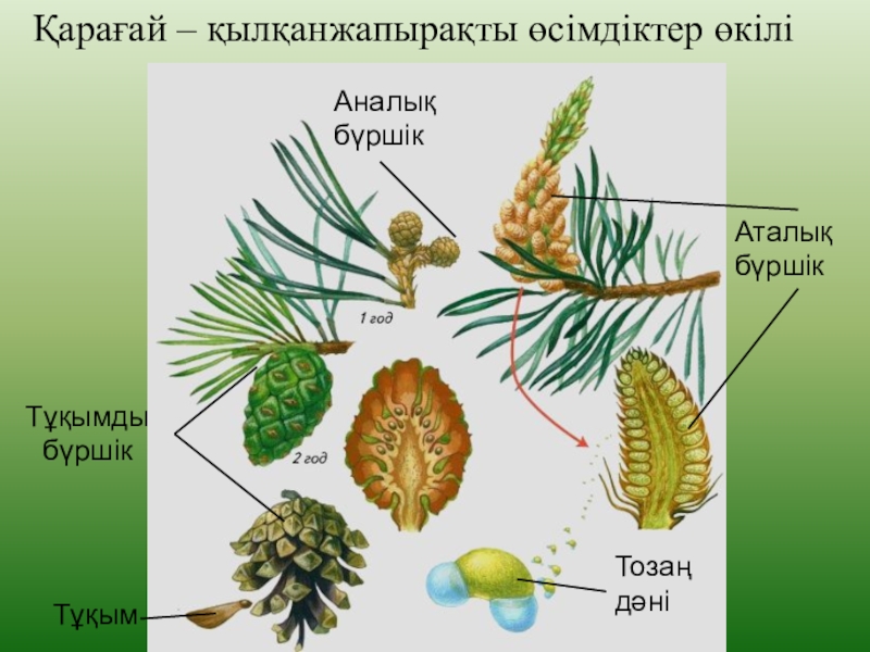 Ашық тұқымды және жабық тұқымды өсімдіктердің тіршілік циклі презентация