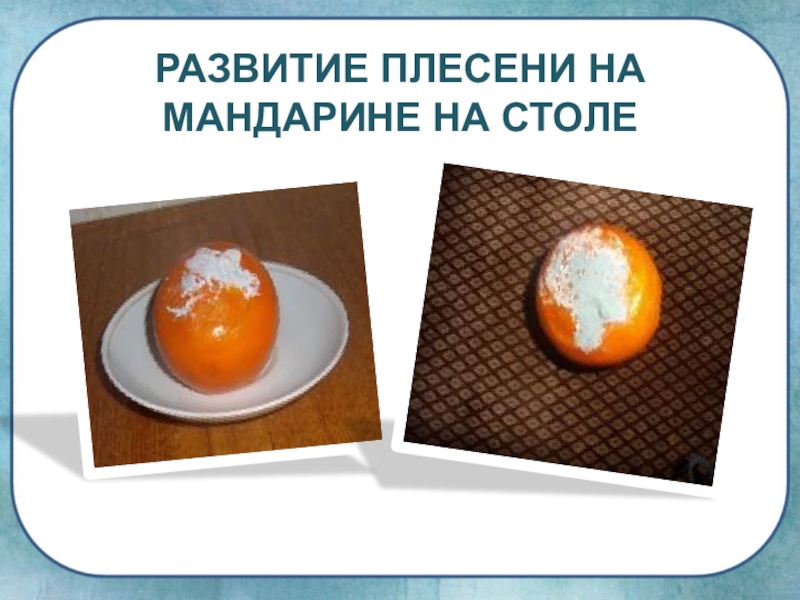 опыт с мандарином плесень. причины возникновения плесени. развитие плесени. при какой температуре и влажности образуется плесень. развитие плесени.