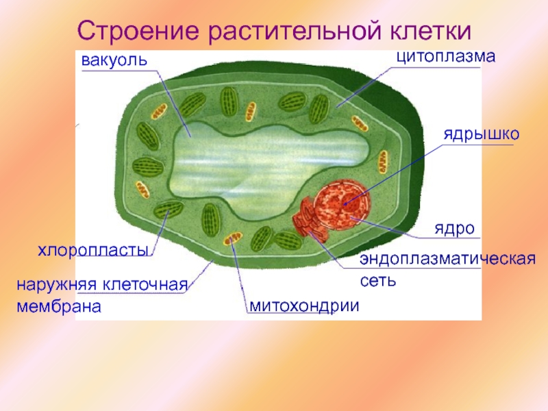 цитоплазмаядрышкоядроэндоплазматическая сетьмитохондриинаружняя клеточная мембранахлоропластывакуольСтроение растительной клетки