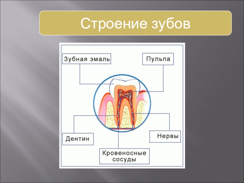 Презентация анатомия 8 класс