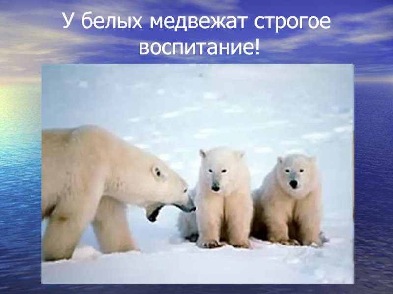 Белые медведи прогноз на сегодня. Популяция белых медведей рисунок. Белый медведь Арзамас. Белый медведь — с. м. Успенский. Презентация средняя группа белого медведя.