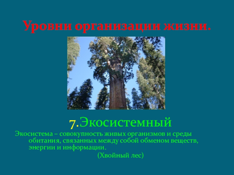 Экосистемный уровень. Экосистемный уровень организации. Экосистемный уровень организации жизни. Уровни организации жизни. Уровнем организации жизни лес.