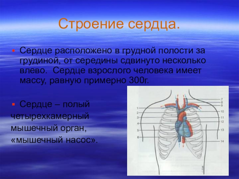 Сердцев лево. Сердце расположено в грудной полост. Сердце взрослого человека. Сердце человека расположено в грудной полости. Кровообращение в грудной полости.