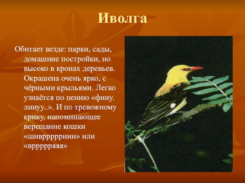 Иволга предложение. Птицы Ростовской области. Иволга описание. Птицы для презентации. Иволга интересные факты.