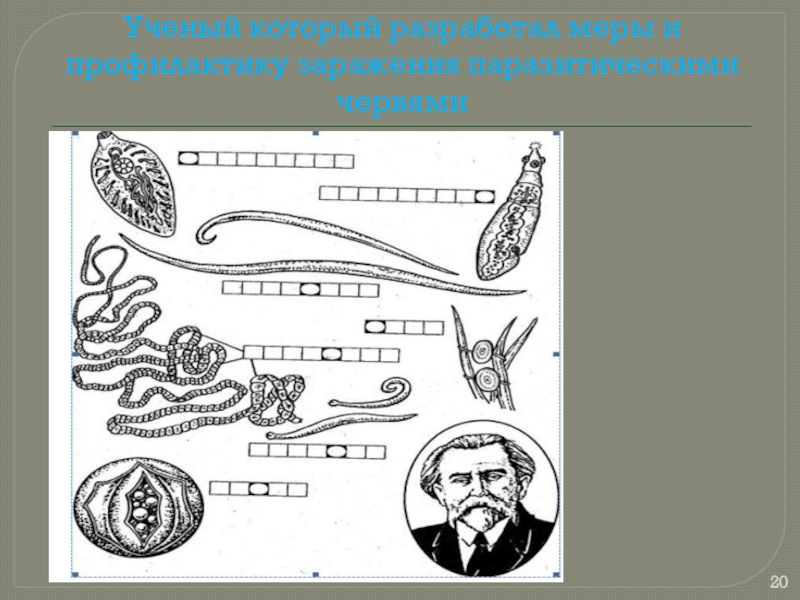 Органах чувств паразитических червей. Черви паразиты биология. Наука изучающая паразитических червей. Роль паразитических червей в жизни человека. Биология 7 кл классы паразитических червей.
