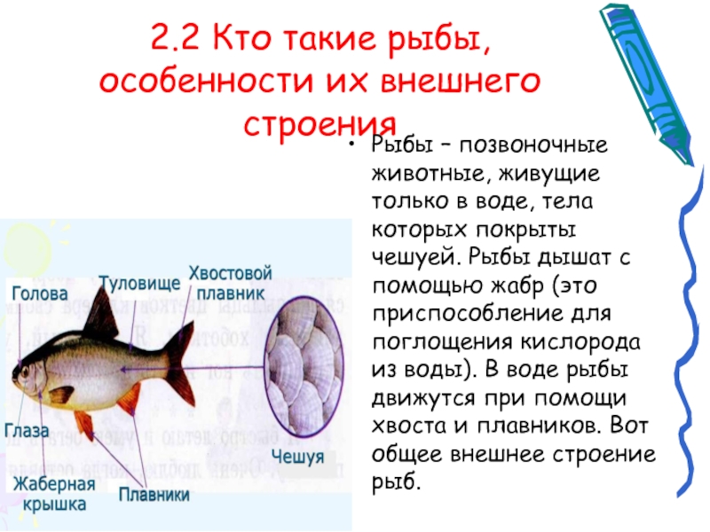 Особенности рыб в воде. Строение чешуйчатой рыбы. Кто такие рыбы. Чешуя рыбы особенности. Вывод рыбы позвоночные.