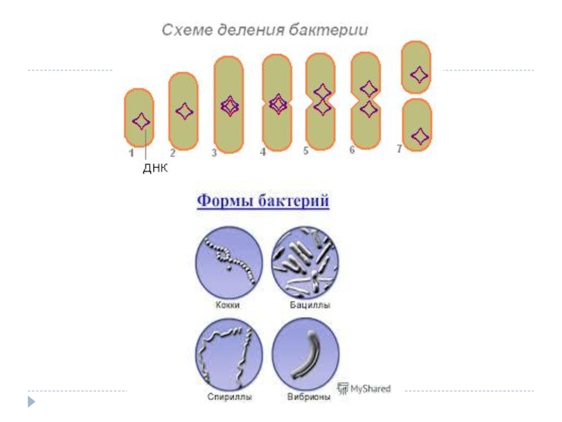 Схема деления. Деление бактерий. Типы деления бактерий. Деление бактерий происходит. Тип деления бактериальных клеток.