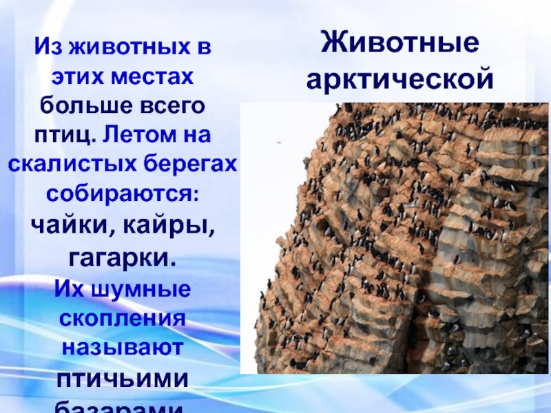 Пустыни 4 класс плешаков. На скалистых берегах собираются. На скалистых берегах Арктики собираются. Собирать летом на скалистых берегах шумные птичьи базары очень. Шумные скопления арктических птиц.