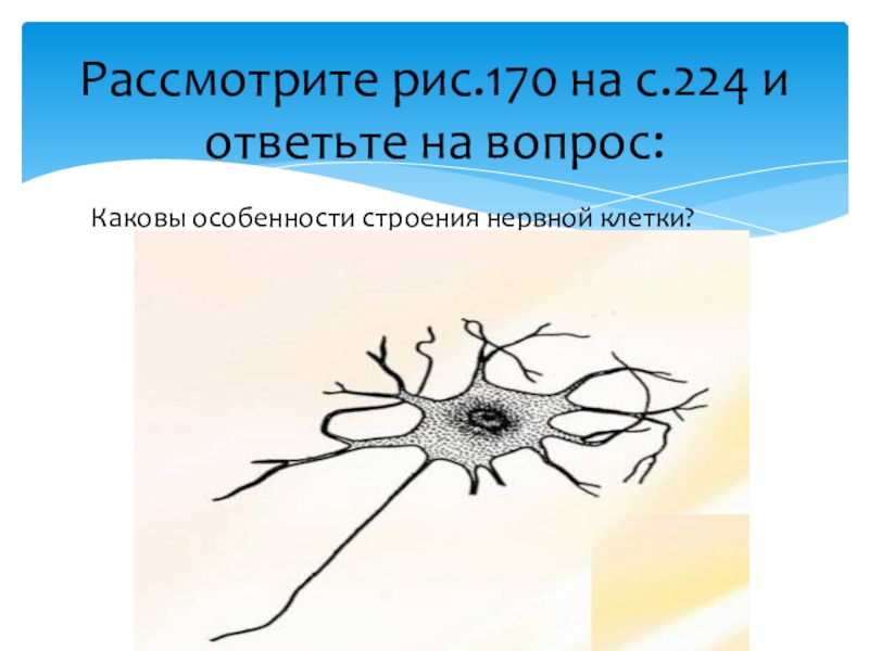 Каковы особенности строения нервной клетки?Рассмотрите рис.170 на с.224 и ответьте на вопрос: