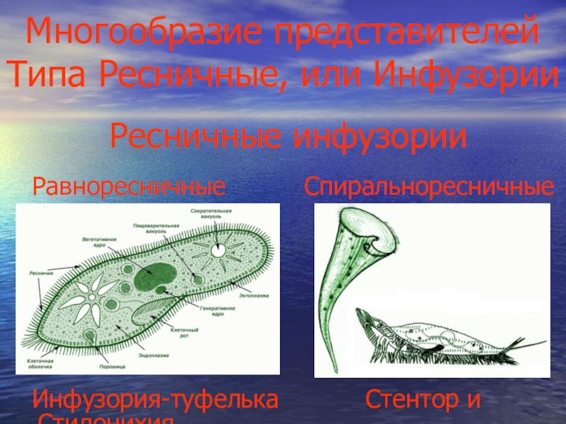 Презентация разнообразие инфузорий