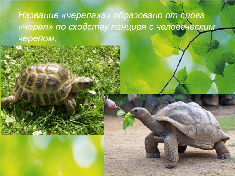 Черепахи латинское название. Описание черепахи. Проект про черепаху. Черепаха описание для детей. Почему черепахи так долго живут.