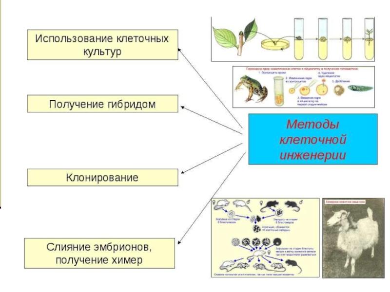 Презентация на тему клонирование по биологии 10 класс