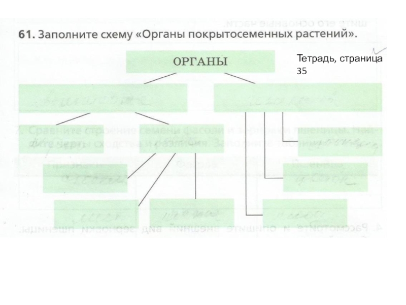 Составьте схему органы покрытосеменных растений