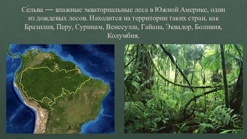 Экваториальные леса признаки