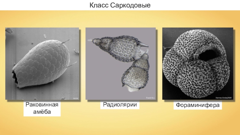 Инфоурок биология. Раковинные амебы радиолярии фораминиферы. Раковинная амеба класс. Представители раковинных амеб. Стигма раковинная амеба.