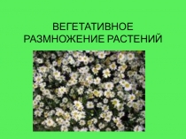 Презентация по биологии на тему Вегетативное размножение