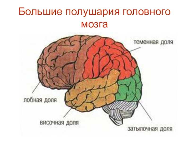 Кора больших полушарий картинка