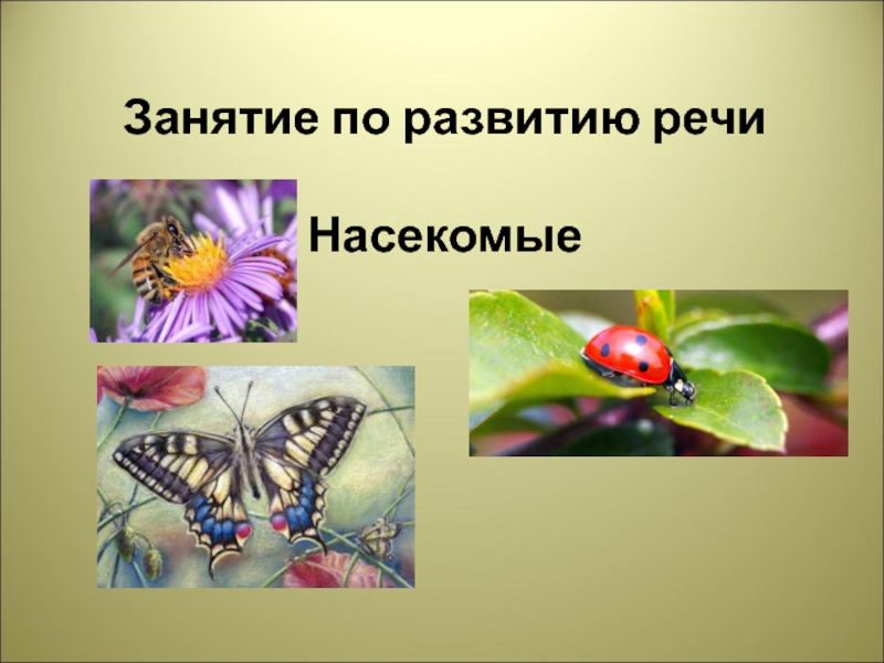 Занятие развитие речи насекомые. Развитие речи насекомые. Презентация занятия развитие речи насекомые подготовительная группа.