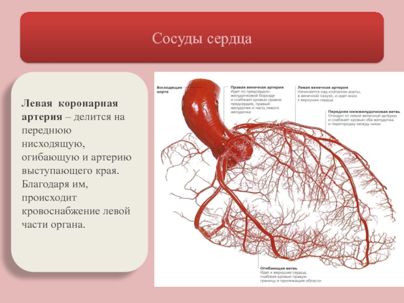 Коронарные артерии где находятся у человека фото