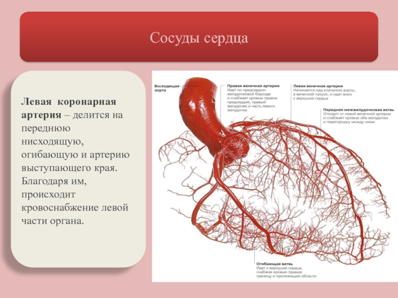 Презентация коронарные артерии