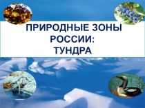 Презентация по окружающему миру на тему Тундра (4 класс)