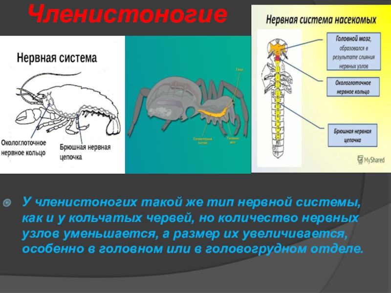 Хордовые вид нервной системы