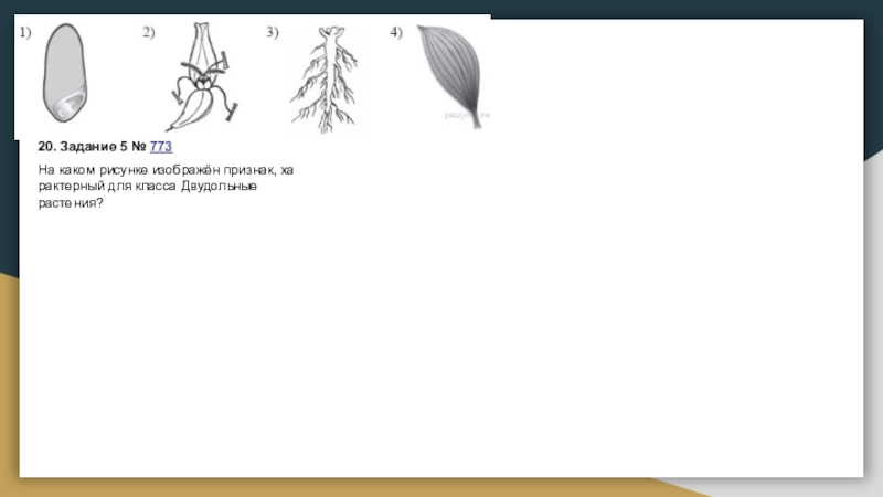 Выбери на каком рисунке изображен признак характерный для класса двудольных растений